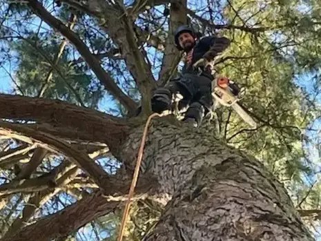 abattage arbre Aizenay-1