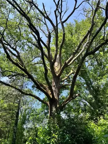 abattage arbre à Aizenay - image 2