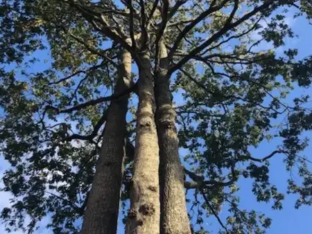 abattage arbre à Aizenay - image 3