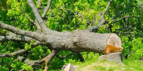 abattage arbre à Aizenay - image 4