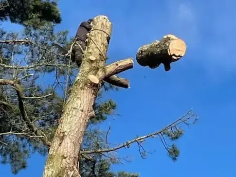 abattage arbre Aizenay-5