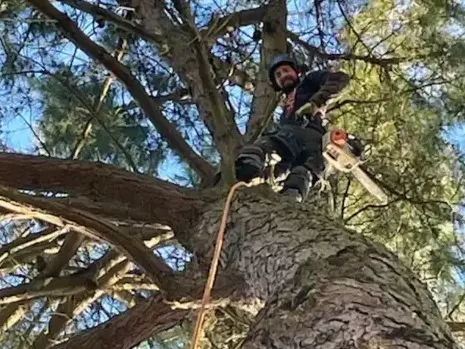 abattage arbre Bellevigny-1