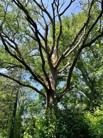 abattage arbre à Bellevigny - image 2