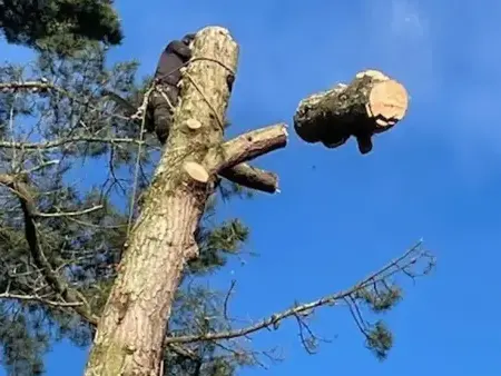 abattage arbre à Bellevigny - image 3