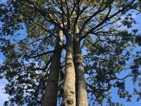 abattage arbre Bellevigny-5