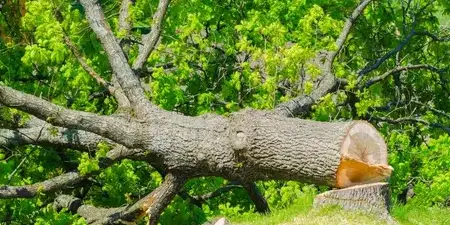 abattage arbre à Belleville-sur-Vie - image 2