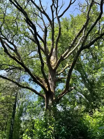 abattage arbre à Belleville-sur-Vie - image 3