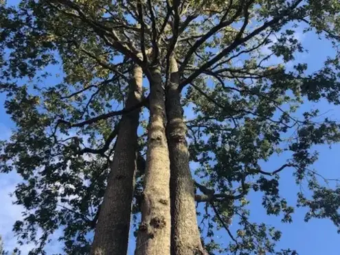 abattage arbre à Belleville-sur-Vie - image 4
