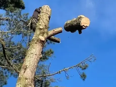 abattage arbre Belleville-sur-Vie-5
