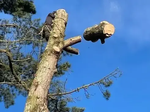 abattage arbre Bretignolles-sur-Mer-1