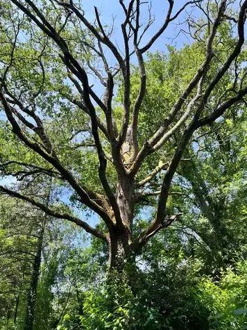 abattage arbre à Bretignolles-sur-Mer - image 3