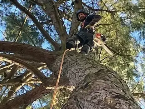 abattage arbre Dompierre-sur-Yon-1