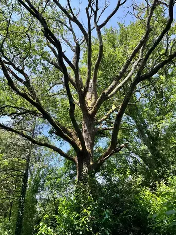 abattage arbre à Dompierre-sur-Yon - image 2