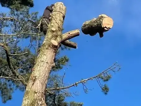 abattage arbre à Dompierre-sur-Yon - image 3