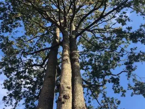 abattage arbre à Dompierre-sur-Yon - image 4
