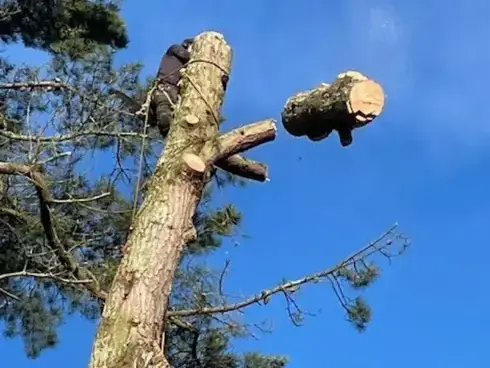 abattage arbre Essarts-en-Bocage-1