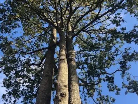 abattage arbre à Essarts-en-Bocage - image 2