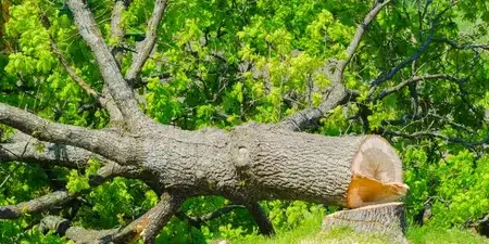 abattage arbre à Essarts-en-Bocage - image 3
