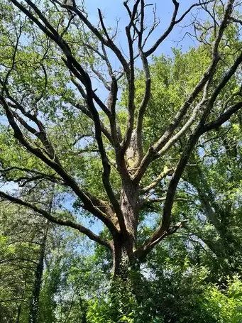 abattage arbre à Essarts-en-Bocage - image 4