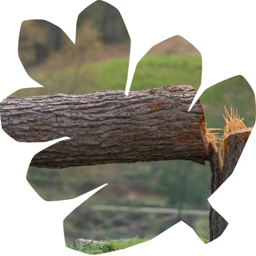 abattage arbre essarts en bocage