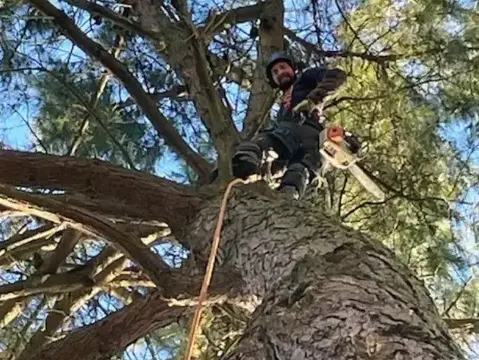 abattage arbre Essarts-en-Bocage-5