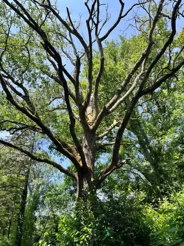 abattage arbre à La Ferrière - image 2