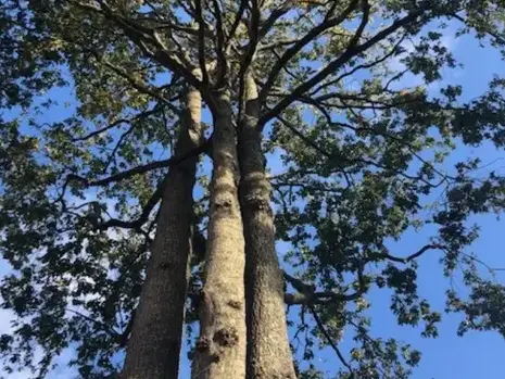abattage arbre à La Ferrière - image 3