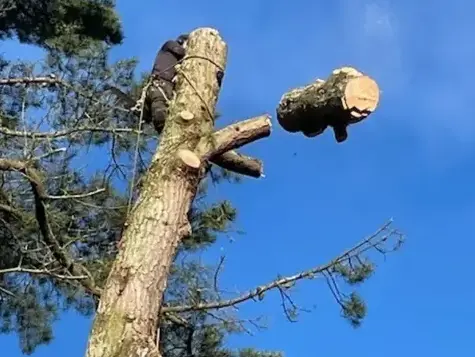 abattage arbre à La Ferrière - image 4