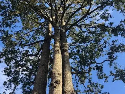 abattage arbre à Le Poiré-sur-Vie - image 3