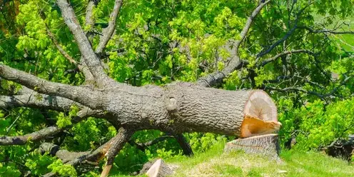 abattage arbre Le Poiré-sur-Vie-5