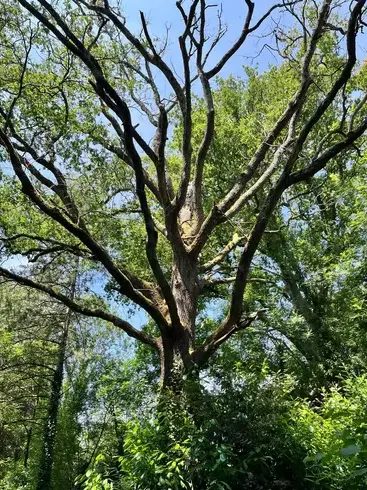 abattage arbre à Les Essarts - image 3