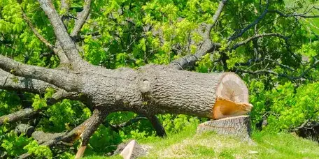 abattage arbre Les Essarts-5