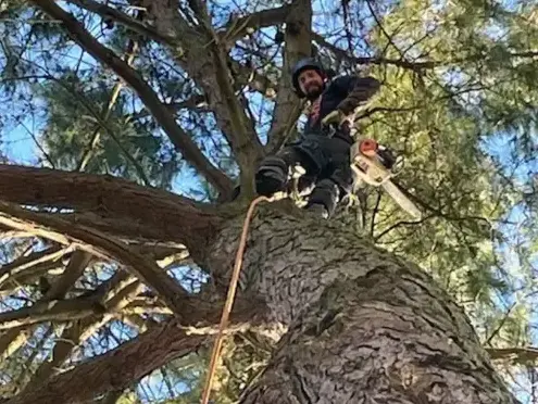 abattage arbre Montaigu-1