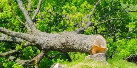 abattage arbre à Montaigu - image 2