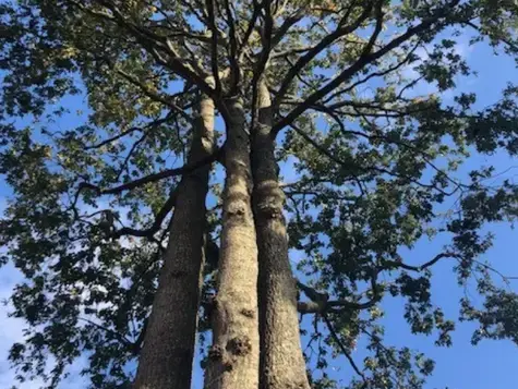 abattage arbre à Montaigu - image 4