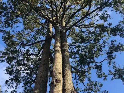 abattage arbre à Montaigu-Vendée - image 2