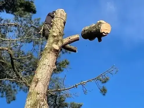 abattage arbre Montaigu-Vendée-5