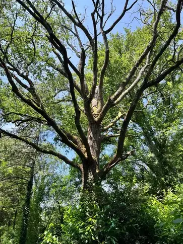 abattage arbre Saint-Gilles-Croix-de-Vie-1