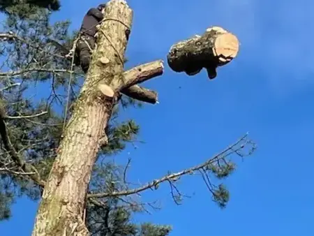 abattage arbre à Saint-Gilles-Croix-de-Vie - image 2
