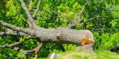 abattage arbre à Saint-Gilles-Croix-de-Vie - image 3