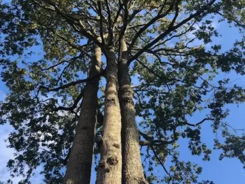 abattage arbre Saint-Gilles-Croix-de-Vie-5