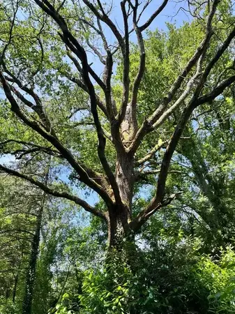 arboriste à Aizenay - image 2