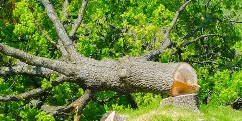 arboriste à Aizenay - image 3