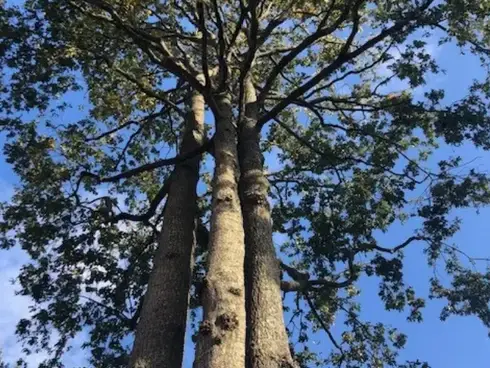 arboriste à Aizenay - image 4