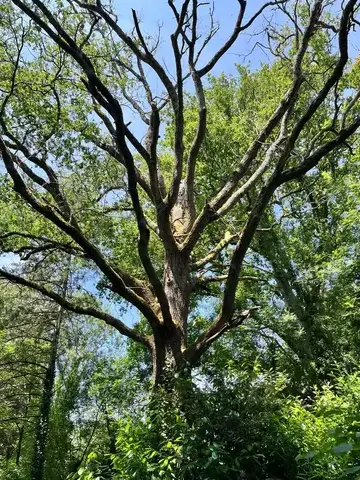 arboriste Belleville-sur-Vie-1