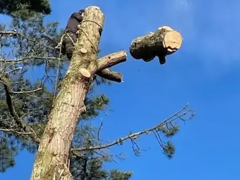 arboriste à Belleville-sur-Vie - image 3