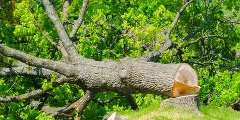 arboriste Belleville-sur-Vie-5