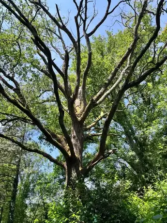 arboriste Bretignolles-sur-Mer-1