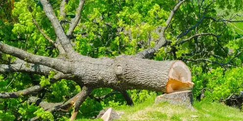 arboriste à Bretignolles-sur-Mer - image 2