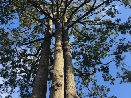 arboriste Bretignolles-sur-Mer-5